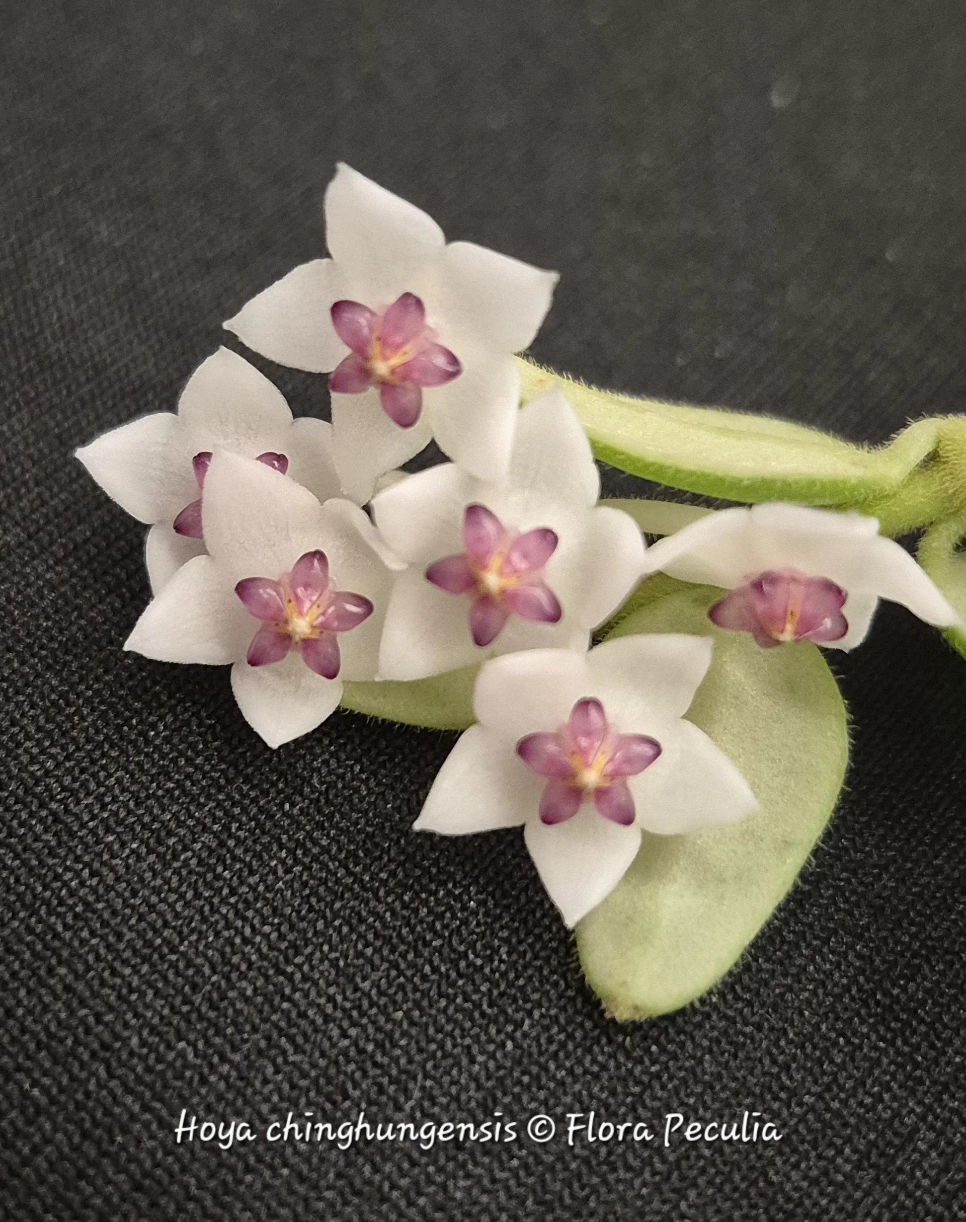 hoya+ching.jpg?format=1500w